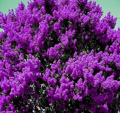 Dark Purple Crepe Myrtle Plants (Lagerstroemia), 2 Rooted Cuttings, 6" Tall, Deciduous Shrub/Tree, USDA Zones 7-9