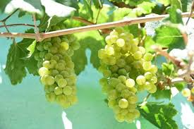 Cotton Candy Grape Cuttings, 4 Hardwood Vine Clippings, Unrooted, Sweet Fruit, USDA Zones 7-10