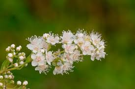 White Meadowsweet Cuttings - 10 Live 6-10" Cuttings, Spiraea alba, Native Perennial