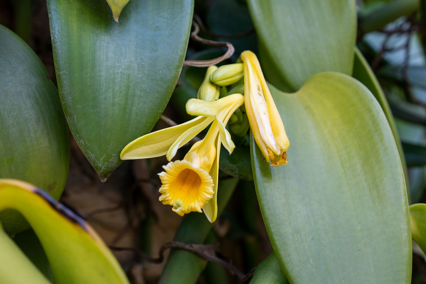 Vanilla Planifolia Cuttings - 12" Fresh Orchid Vine, Grow Your Own Vanilla Beans, Fast-Growing Tropical, Trellis Needed, On Sale Now!