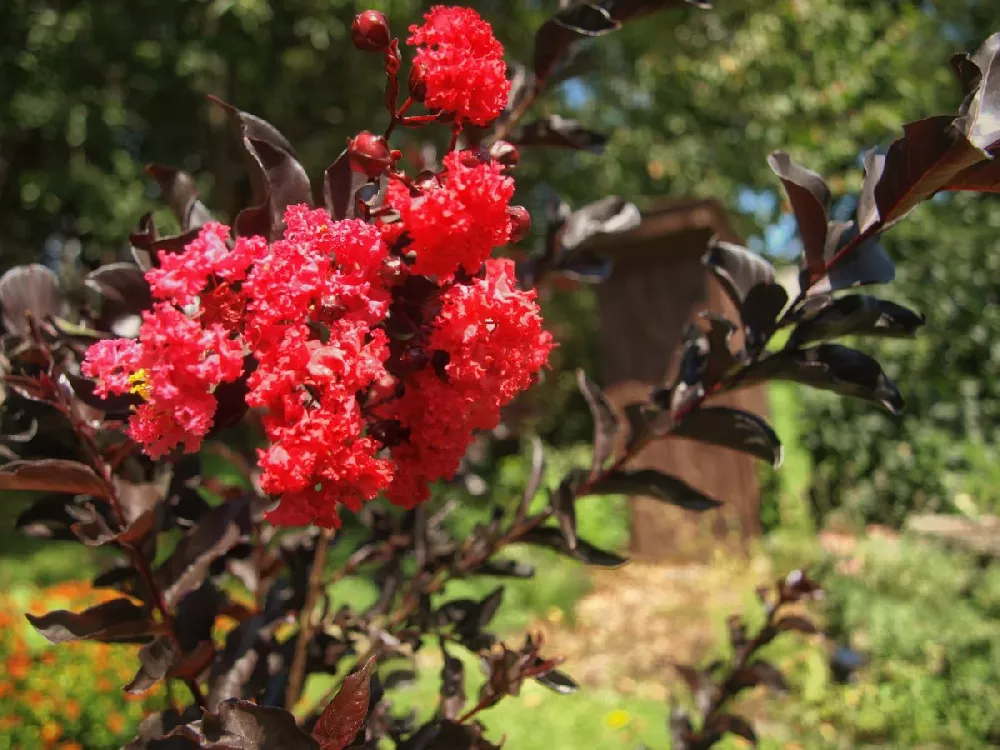 Black Diamond Crape Myrtle Starter Plants - 2 Rooted 6" Cuttings - Dark Red Flowers, Purple-Black Foliage