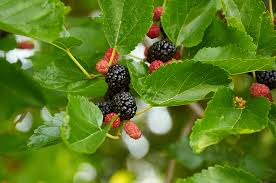 Texas Mulberry Tree Cuttings, Morus spp., 12 Unrooted Hardwood Stems, 7-10", Drought Tolerant, USDA Zones 6-9