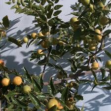 3 Chico Jujube Scion Cuttings 6-8" for Grafting, No Roots, Ziziphus jujuba, Sweet Fruit Tree, Ideal for Grafting or Propagation