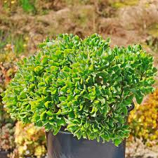 Crassula arborescens 'Undulatifolia' Cuttings, 3 Ripple Jade Stems, Curly-Leaf Succulent, USDA Zones 9-11
