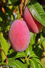 5 RED MANGO Fruit Tree Scion Unrooted Cuttings for Rooting or Grafting - Mangifera indica, Tropical Fruit, Sweet Red Mango