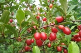 Goumi Cuttings - 4 Live Cuttings, Elaeagnus multiflora, Edible Fruit Shrub, Nitrogen-Fixing