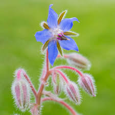 Borago officinalis Seeds - 50 Count - Borage - Heirloom Herb - Bee Friendly - Alaska Grown