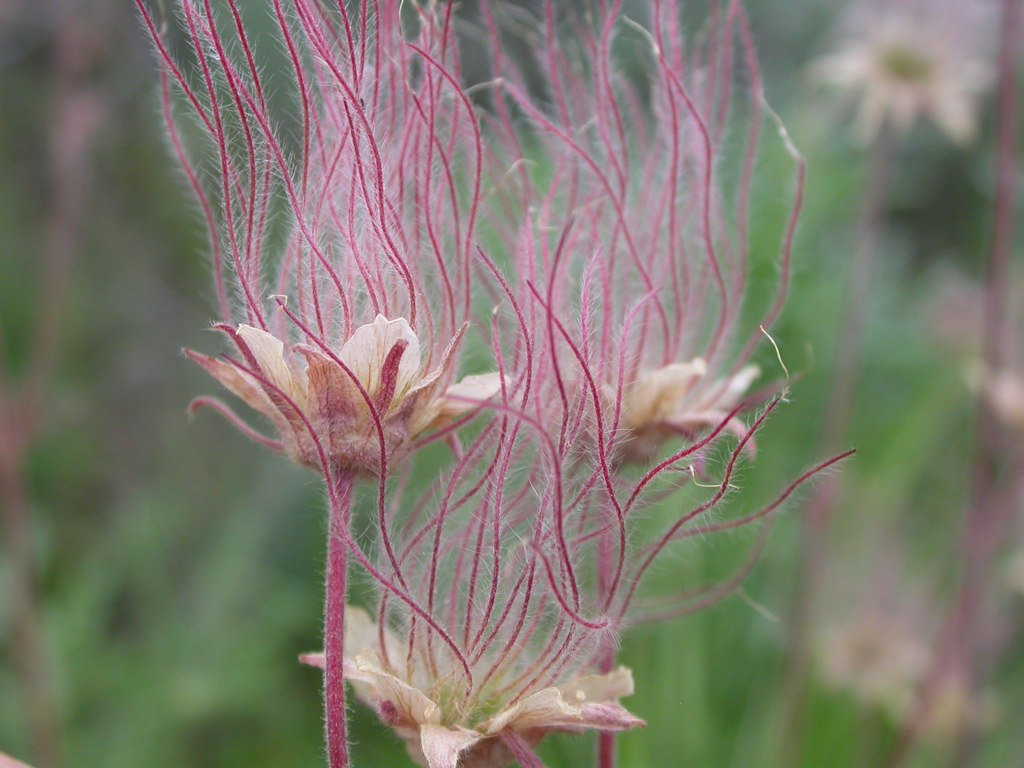 20 Prairie Smoke Fire Flower Seeds – Geum triflorum – Rare Wildflower Seeds for Garden – Unique Feather-Like Blooms