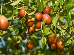 Lang JuJube Tree Cuttings - 5 Pcs, Chinese Dates, Sweet & Crisp Fruit, Dwarf (<8 ft), Zones 5-10, Drought Tolerant, No Grafting Needed