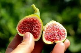 White Adriatic Fig Tree Cuttings | 5 Unrooted Cuttings | Heirloom Variety | Easy to Root | Home Garden Fruit Plant