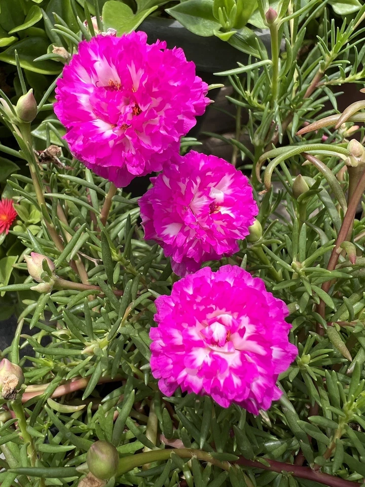 Portulaca Grandiflora Irin 5 Unrooted Cuttings 5" Rare Color Moss Rose Purslane Succulent
