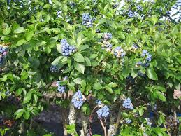 Blueberry Plants - Rooted Cuttings 1-2 Yrs Old - Early/Mid/Late Season - Duke, Bluecrop, Jersey Varieties - USA Grown