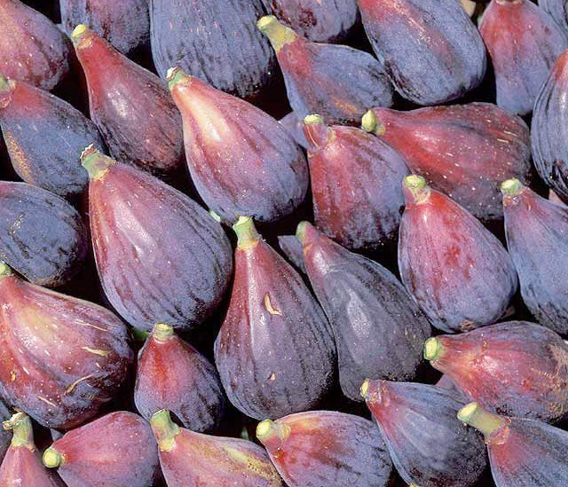 1 Sal's Corleone Fig Unrooted Cutting (Ficus carica) - At Least 3 Nodes, 8 Inches Long - Premium Fig Tree Cutting for Propagation