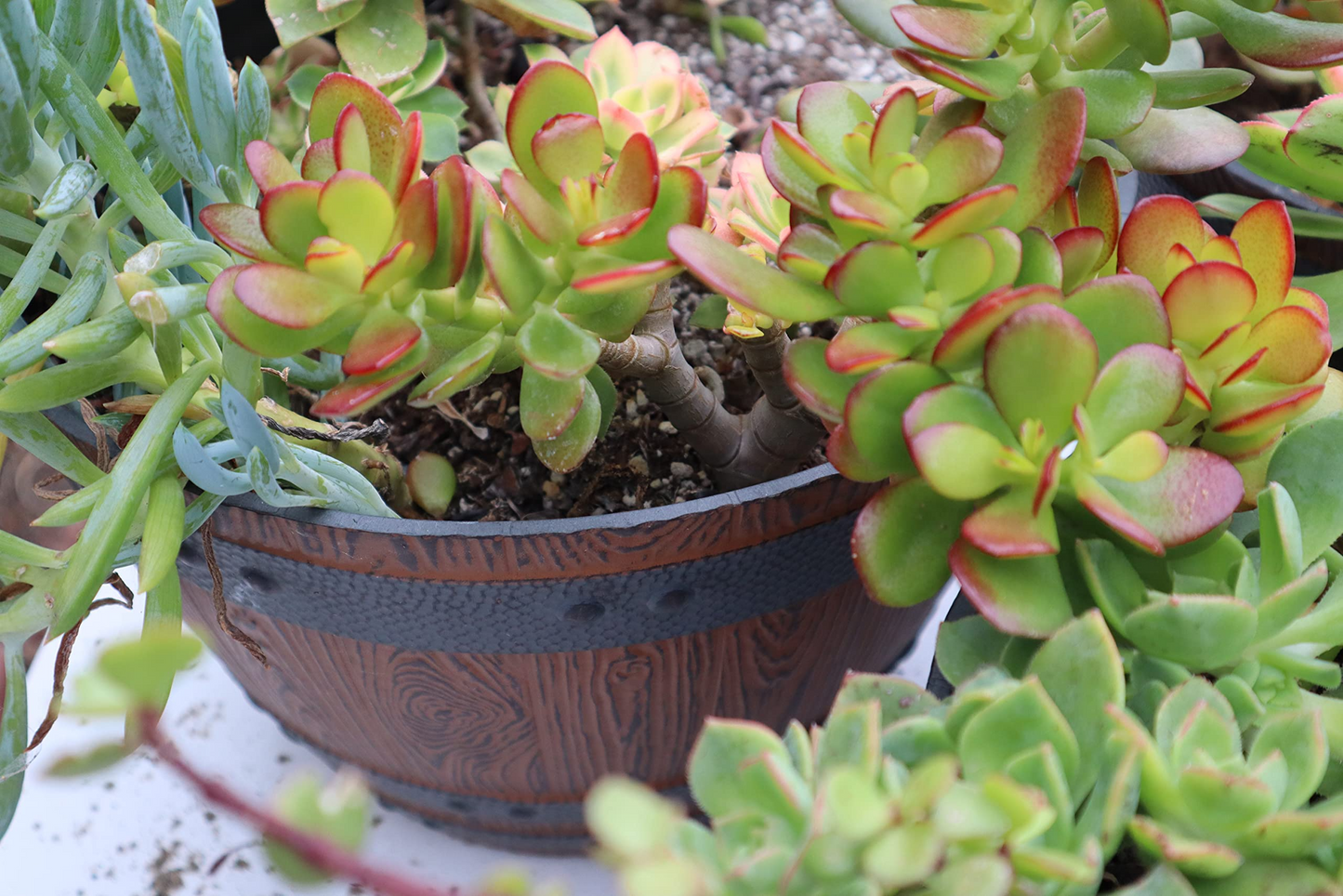 Jade Plant Cuttings - 2 Pack - Crassula ovata - Easy Care Succulent - Houseplant Propagation - 3-5" Unrooted Stems