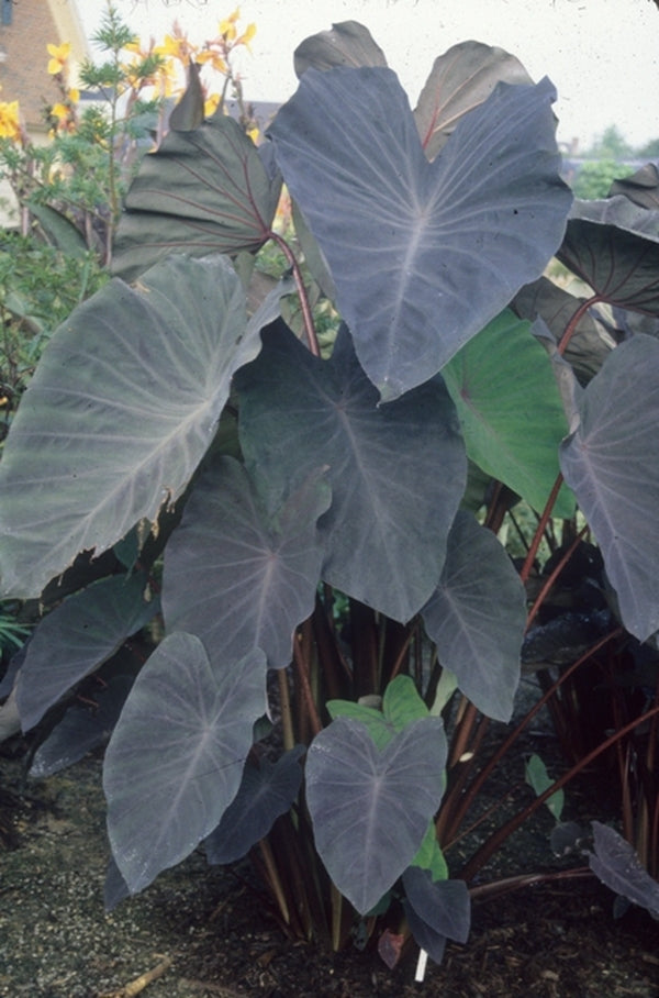 Black Magic Colocasia (Elephant Ear) - Small Rooted Starter Plant