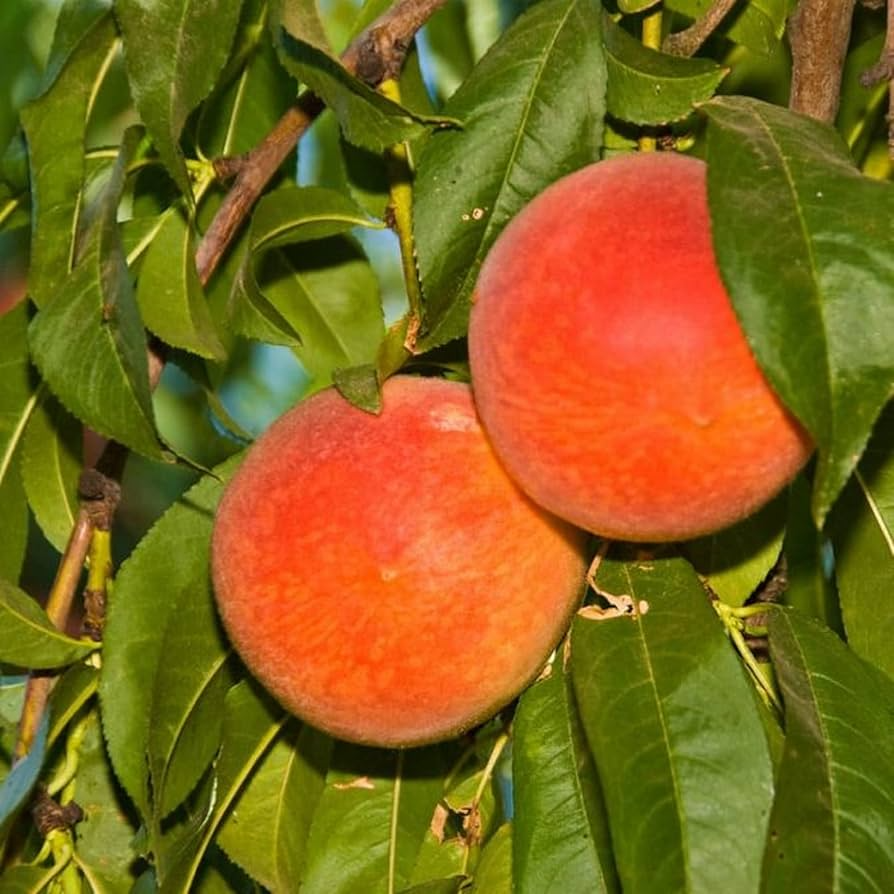 6 Donut Peach Fruit Tree Scion Cutting 6-10" Unrooted for Grafting & Rooting, Prunus persica var. platycarpa