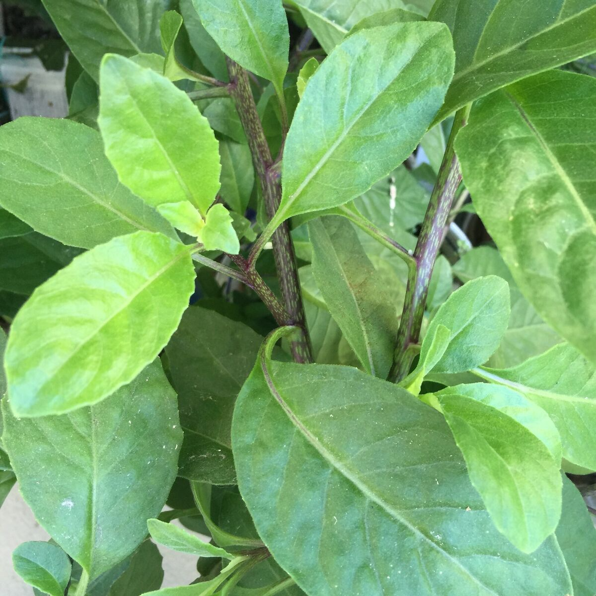 Gynura Procumbens Cuttings - 8 Live 6" Cuttings, Longevity Spinach, Perennial Edible Green