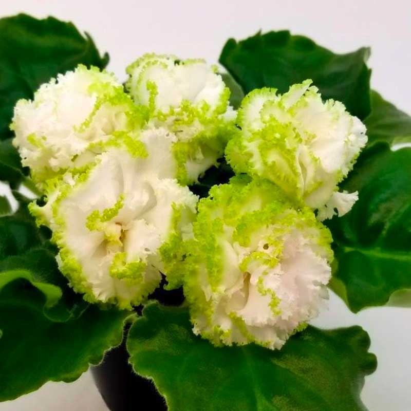 African Violet EK-Izumrudniye Rozi Leaf Cutting - Emerald Roses - Saintpaulia Propagation