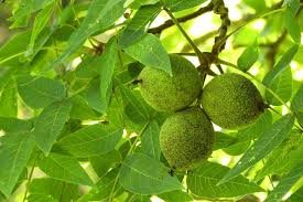 16 Black Walnut Tree Unrooted Cuttings - Juglans Nigra, Edible Nut, Wildlife-Friendly, Propagation Cuttings for Growing, Hardy Tree Scions