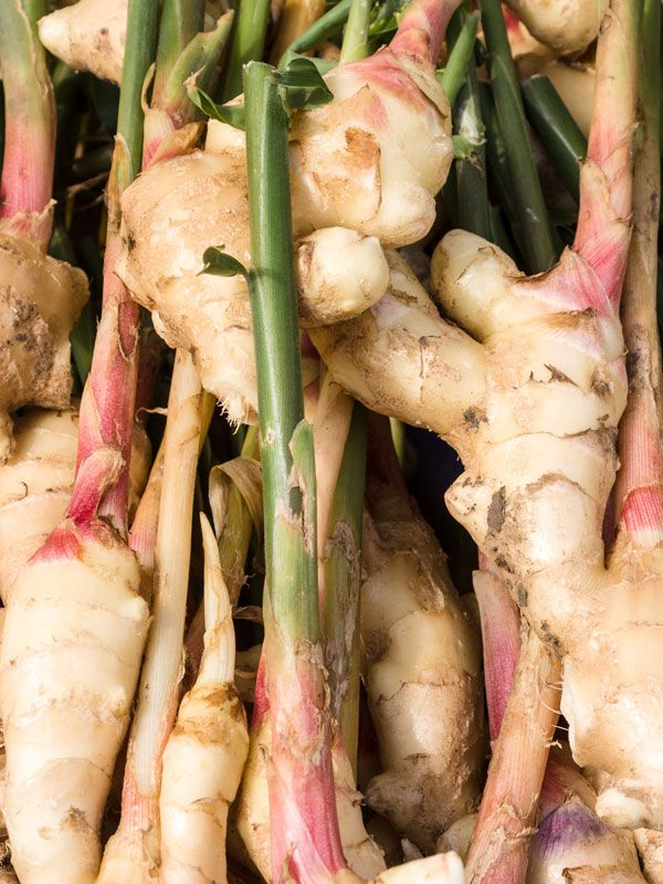 Thai Ginger Galangal Roots, Alpinia galanga, 6 Live Rhizomes, Tropical Culinary Plant, USDA Zones 9-12