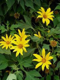 Tithonia Diversifolia Cuttings - 4+ Pack - Mexican Sunflower - Live Rooted - Fast Growing - Chop & Drop Mulch - Pollinator Magnet