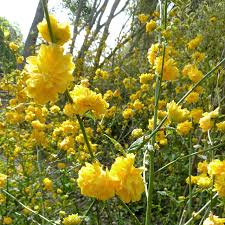 Kerria Japonica Cuttings - 10 Live Cuttings, Japanese Rose, Yellow Flowering Shrub