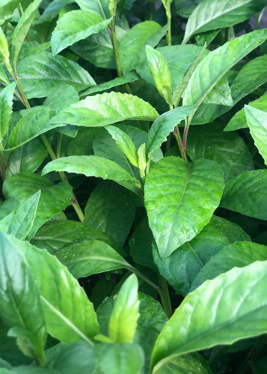 Longevity Spinach Cuttings - 15 Pack - Gynura Procumbens - Perennial Edible Green - Fast Growing - FREE Shipping - Florida Farm