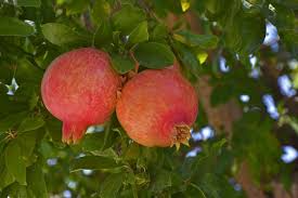 Pomegranate Cuttings - 8 Count - Punica granatum - Mature 9" Cuttings