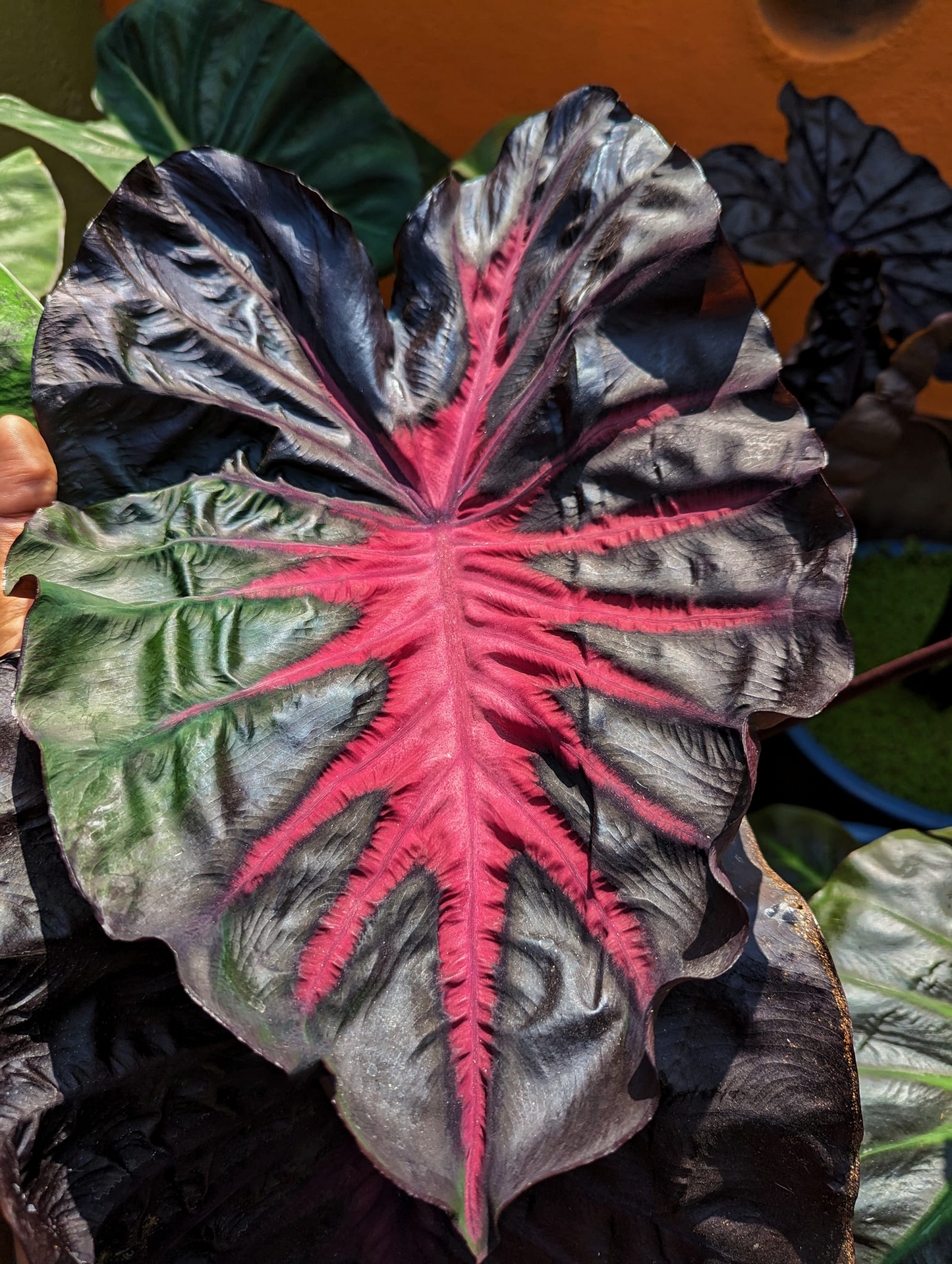 Redemption Colocasia Esculenta Elephant Ear Small Rooted Starter Plant 4-8 Inch