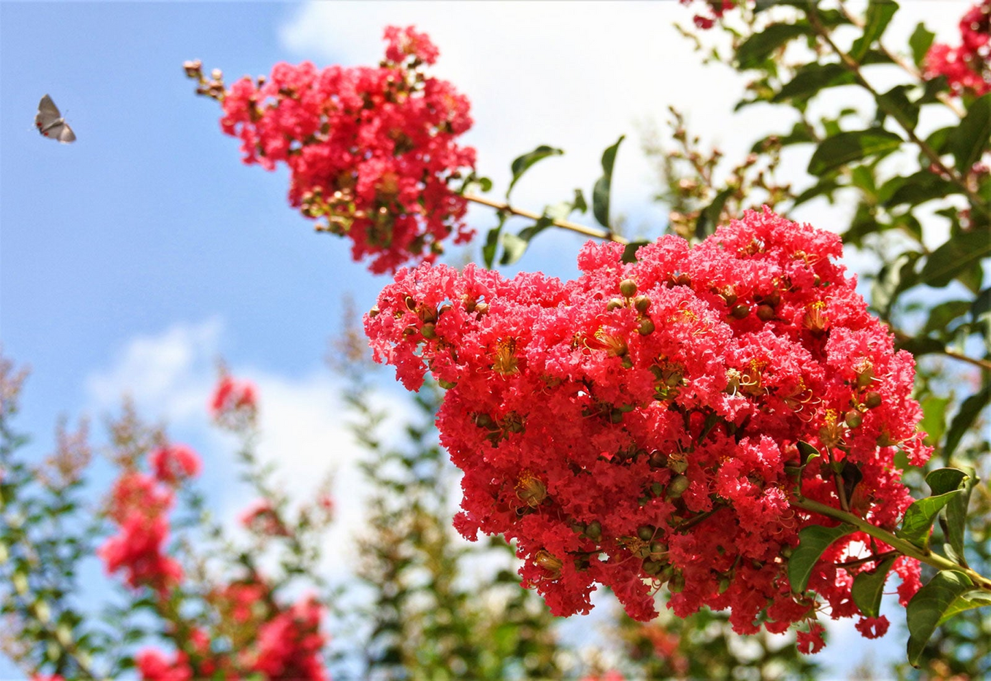 100 Crepe Myrtle Flower Tree Seeds - 6 Bright Colors (Lagerstroemia), Hardy Ornamental Tree, Beautiful Summer Blooms, Colorful Landscape