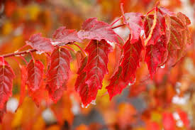 Amur Maple Acer Ginnala ā 20 Alaskan Grown Seeds | Easy-to-Grow Hardy Tree, Red Fall Foliage, USA Seller