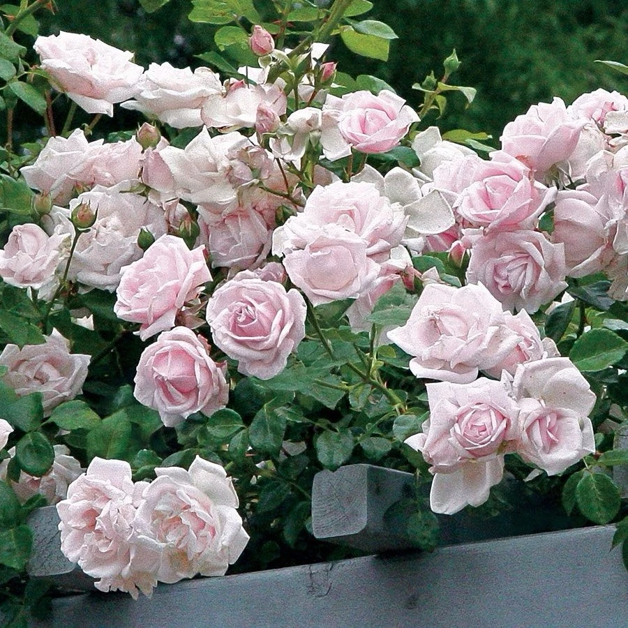 New Dawn Climbing Rose, 6 Unrooted Cuttings, 6" Long, Pale Pink Flowers, USDA Zones 5-9