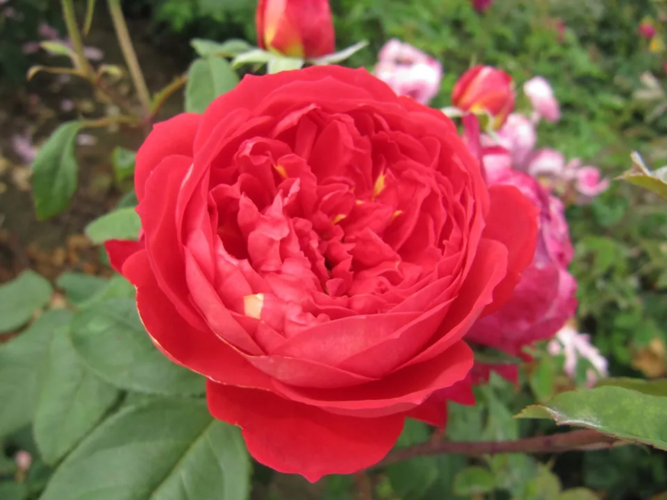 4 Cuttings Benjamin Britten English Rose 5-7 Inches Rosa Shrub Flower Propagation