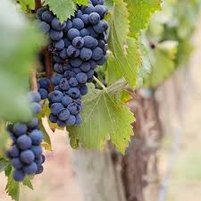 Concord Grape Thin Cuttings (12) - Organic - 6 Inch Unrooted - Hardy Perennial Vine - Zones 4-8