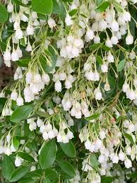 Farkleberry Cuttings (10+) - Vaccinium arboreum - Rare Native Shrub - White Flowers