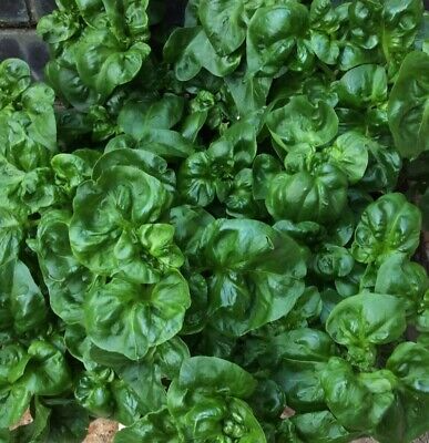 Brazilian Spinach 4 Organic Cuttings 4-5" Alternanthera sissoo Samba Lettuce Edible Perennial