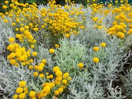 White Santolina Cuttings, Santolina chamaecyparissus, Fragrant Herb, Hedge Plant, USDA Zones 6-9, Drought Tolerant