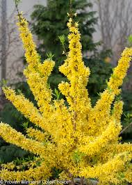 10 Forsythia Unrooted Cuttings (6-8") - Fast Growing Shrub for Rooting - Forsythia x intermedia, Yellow Blooms, Decorative Garden Plant