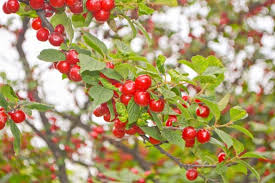 10 Unrooted Nanking Cherry Cuttings (Prunus tomentosa) - 6-8 Inches Long, Hardy Shrub for Fruit, Wildlife, & Landscaping