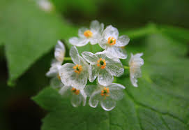20 Skeleton Glass Flower Seeds – Diphylleia grayi – Rare Transparent Petals – Ghost Flower Seeds for Garden