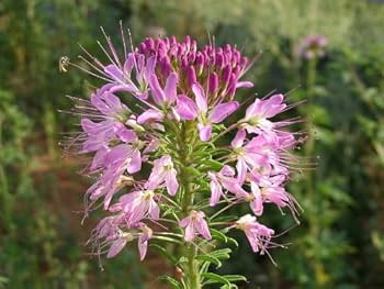 20 Passion Bee Flower Seeds - Unique Swirl Bloom - Rare Pollinator Flower Seeds for Garden - Attract Bees & Butterflies