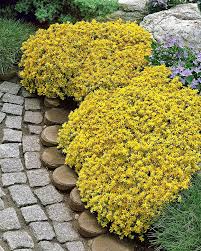 15 Ground Cover Golden Creeping Sedum, Yellow Perennial, Sedum acre, Drought Tolerant, Low Maintenance, Bare Root Plants for Garden