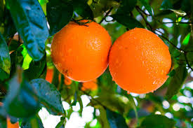 California Navel Orange Cuttings, Citrus sinensis, 5 Grafting Stems, Fruit Tree Propagation, USDA Zones 9-11