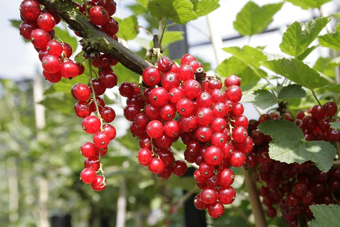 Red Lake Currant Rooted Cuttings, Ribes rubrum, Bare Root Dormant Plants, Fruit Shrub for Jams & Baking, 6-8" Tall