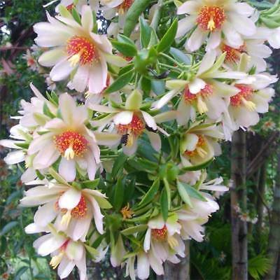 Pereskia aculeata Variegated, 4" Potted Plant, Cactus with Leaves, Rare Variety