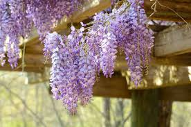 10 Hardy Purple Wisteria Unrooted Cuttings 6" - Wisteria Sinensis for Garden, Vines, and Pergolas
