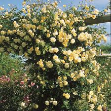 Lady Banks Rose Cuttings - 4 Count - Thornless - Rosa banksiae - Yellow Blooms