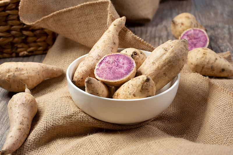 Okinawa Purple & Beauregard Sweet Potato Cuttings, 5 Each, Ipomoea batatas, for Planting