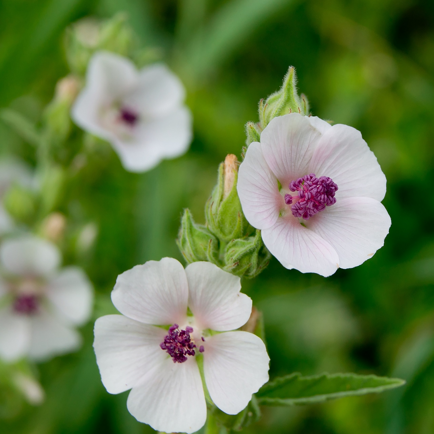 Althaea officinalis Seeds - 25 Count - Marshmallow Plant - Perennial - Zone 3-9