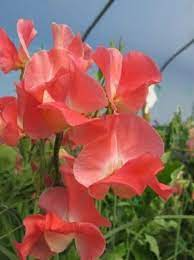 50+ Rowallane Sweet Pea Seeds – Rich Magenta-Violet Fragrant Blooms for Garden Planting, Climbing Vines for Trellises – USA